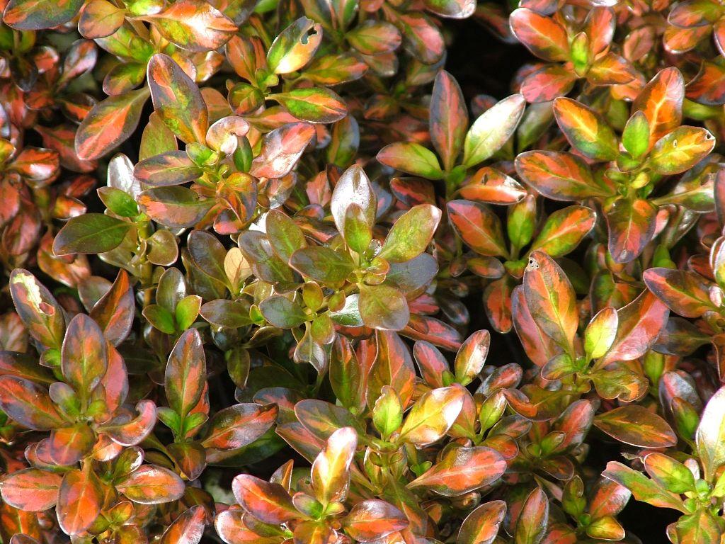 COPROSMA 'Evening Glow' | emerisa gardens